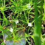 Polypremum procumbens Flower