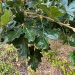 Quercus garryana Hoja