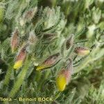 Cytisus fontanesii Other