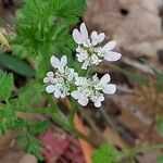 Caucalis platycarpos Fula