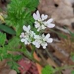 Caucalis platycarpos Blüte