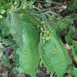 Rumex conglomeratus Φύλλο