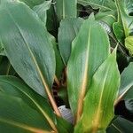 Chlorophytum orchidastrum Leaf