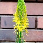 Albuca bracteata Kvet