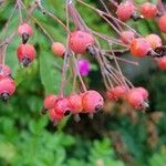 Rosa multiflora Frucht