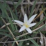 Leucocrinum montanum Flower