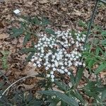 Sambucus nigraBlüte