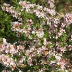Prunus prostrata Çiçek