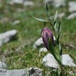 Fritillaria tubaeformis Õis