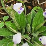 Craterostigma hirsutum Hoja