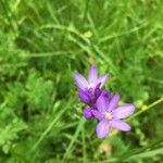 Dipterostemon capitatus Flower