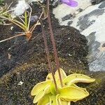 Pinguicula vulgaris Folha