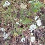 Daucus muricatus Elinympäristö