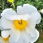 Romneya coulteri പുഷ്പം