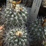 Copiapoa montana Habit