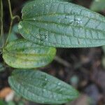 Smilax domingensis Feuille