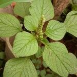 Amaranthus blitum Leaf