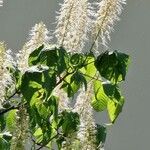 Aesculus parviflora Συνήθη χαρακτηριστικά