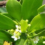 Lumnitzera racemosa Flower