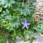 Campanula garganica Flors