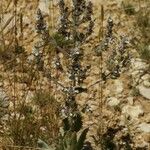 Salvia aethiopis موطن