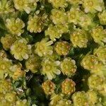 Saxifraga facchinii Flor