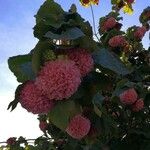 Dombeya wallichii Habit