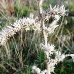 Echium italicum Frunză