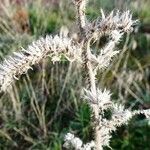 Echium italicum Leaf