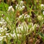 Torilis leptophylla Flors