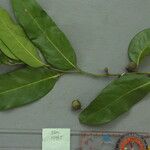 Diospyros maritima Fruto