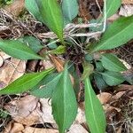 Symphyotrichum laeve Leaf