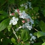 Abelia mosanensis ഇല