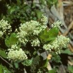 Ceanothus velutinus عادت داشتن