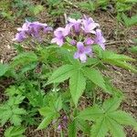 Cardamine pentaphyllos 花