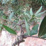 Pistacia lentiscus Квітка
