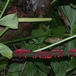 Anthurium formosum മറ്റ്