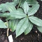Allamanda schottii Leaf
