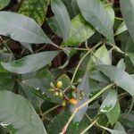 Psychotria carthagenensis Hoja