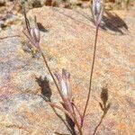 Linanthus dianthiflorus Hábito