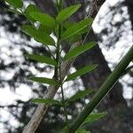Diphysa americana ᱥᱟᱠᱟᱢ
