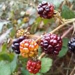 Rubus fruticosus Frucht