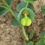 Euphorbia paralias Fruto