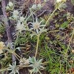 Eryngium nudicaule Hábito