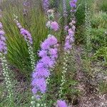 Liatris aspera Flower