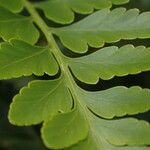 Davallia solida Leaf