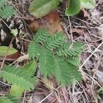 Desmanthus virgatus Leaf