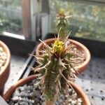 Euphorbia viguieri Õis