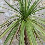 Cordyline australis 叶