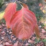 Diospyros kaki Leaf